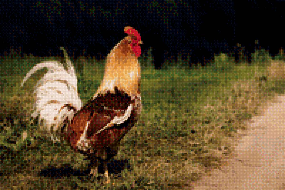 петух - птицы - предпросмотр