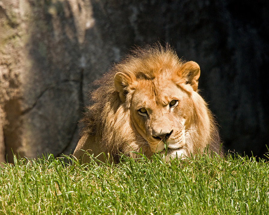 царь зверей - животные - оригинал