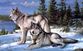 волчья семья - волки - оригинал