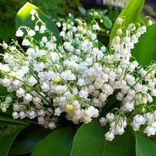 Схема вышивки «№1428979»