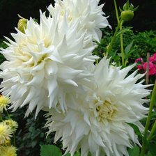 Схема вышивки «№1428982»