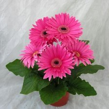 Схема вышивки «№1429005»