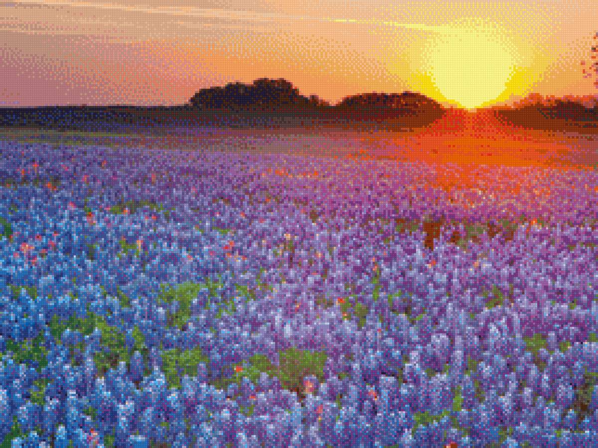 Закат - природа, цветы, закат - предпросмотр
