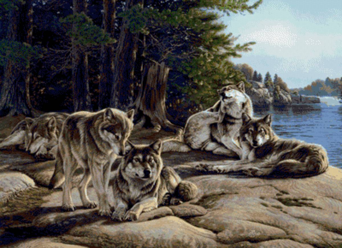 Волки - волк, животные, лес, природа - предпросмотр