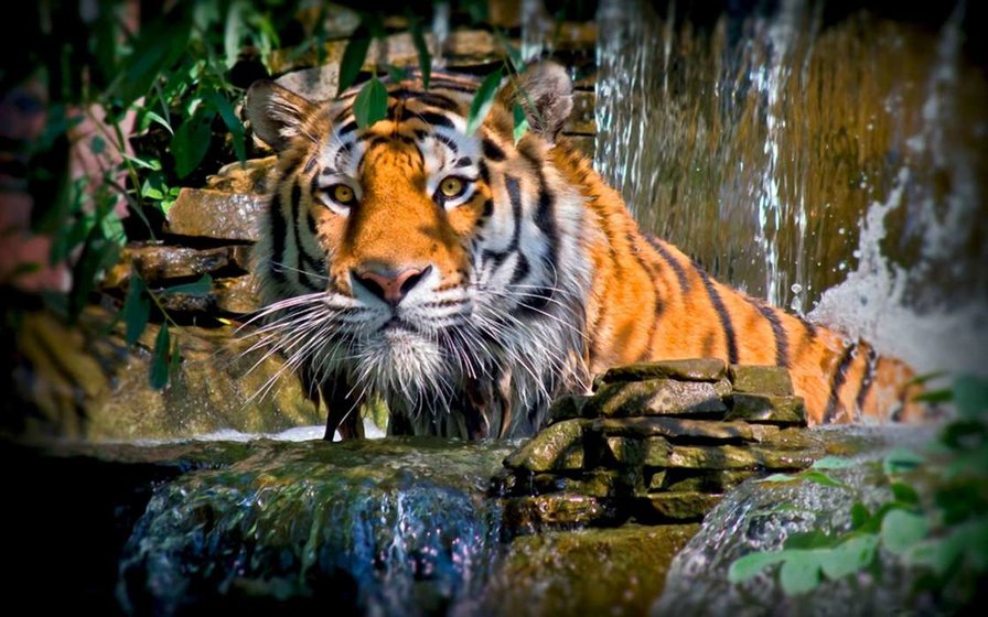 тигр на природе - природа, тигр, животные - оригинал