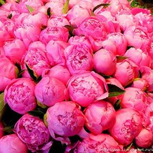 Схема вышивки «пионы 1»