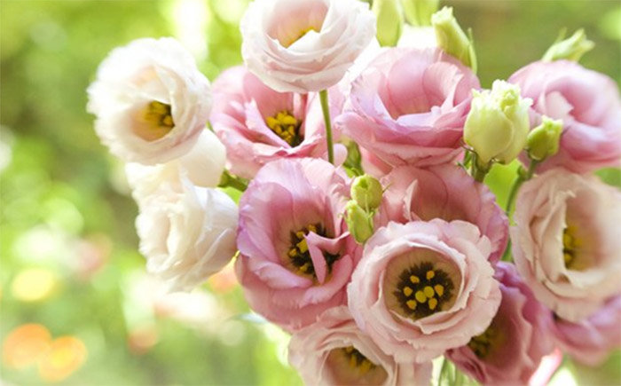 Эустома - цветы - оригинал