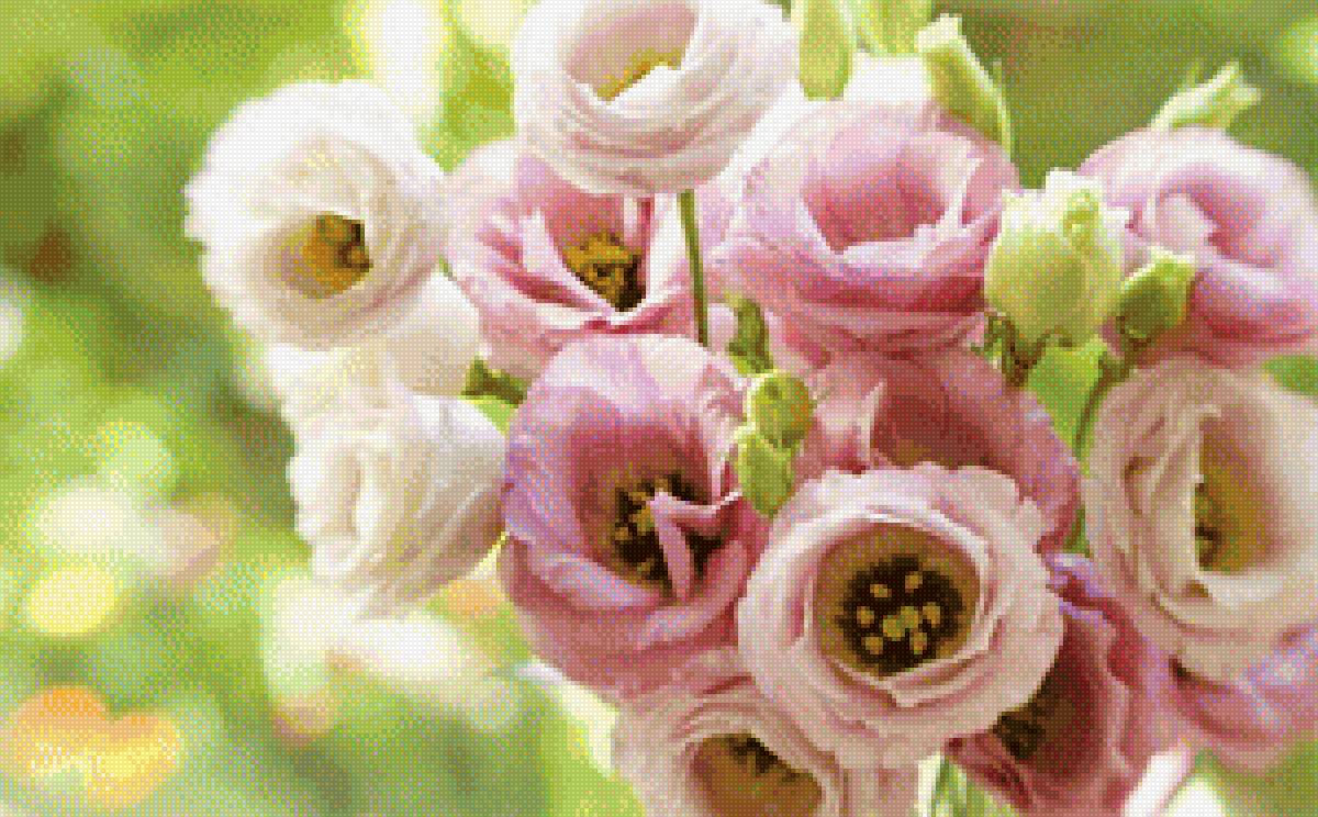 Эустома - цветы - предпросмотр