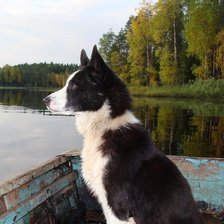 Любимый пес