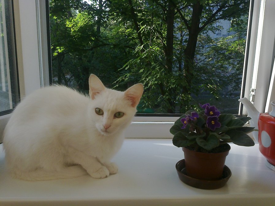 КотЭ - кошка цветы - оригинал