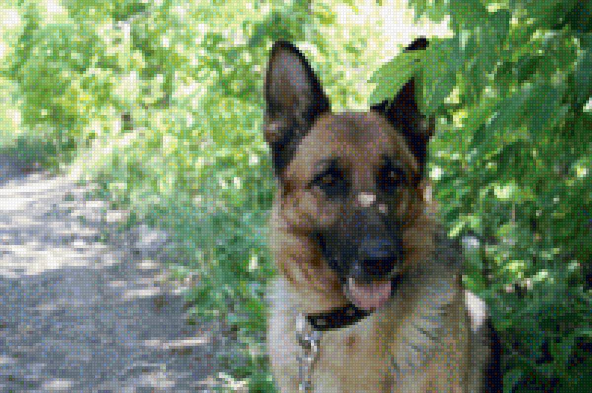 немецкая овчарка - собака, овчарка, немецкая овчарка - предпросмотр