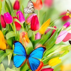 тюльпаны - бабочки, цветы, тюльпан - оригинал
