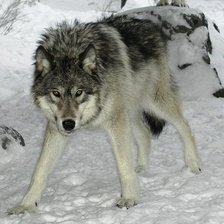 волк зимой