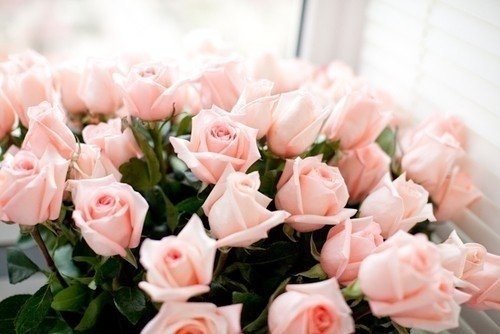 Розы - розы - оригинал