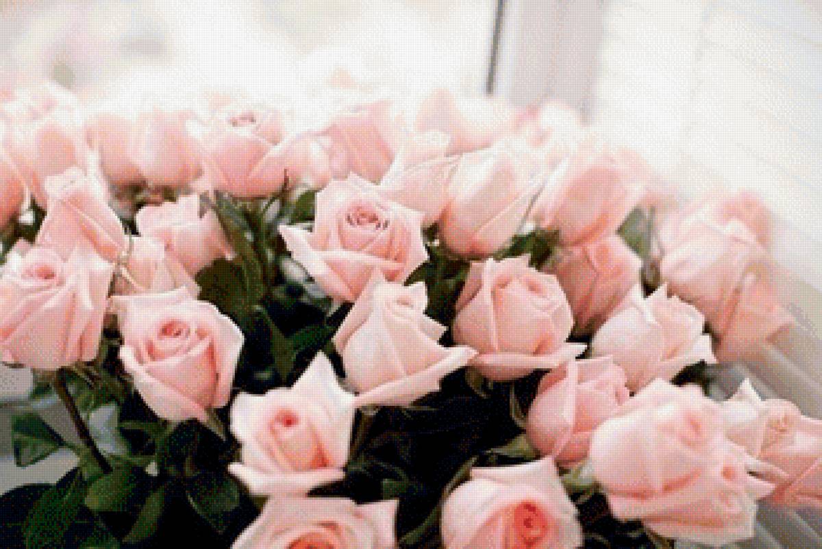 Розы - розы - предпросмотр