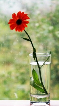 Цветок - цветы - оригинал