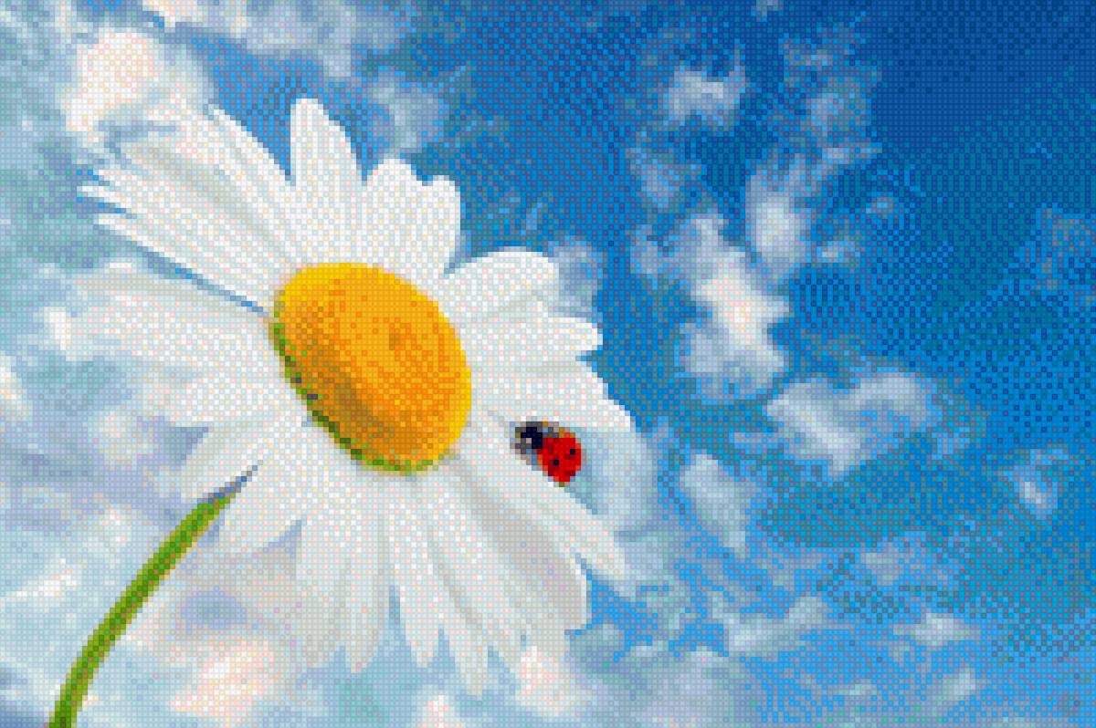 Ромашка - цветы - предпросмотр