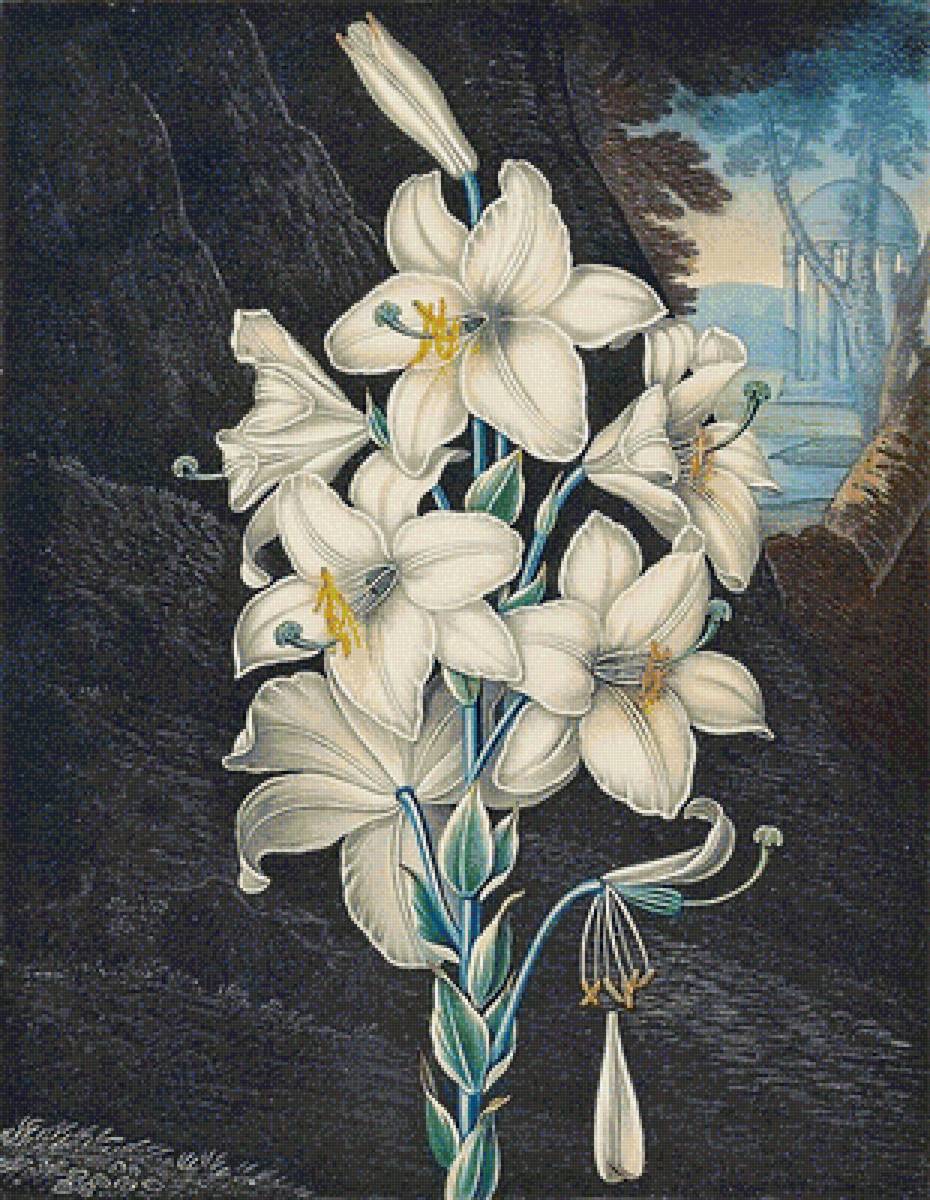 белые цветы - белые цветы, лилии, лилия - предпросмотр