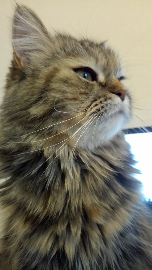 Ляля - оригинал