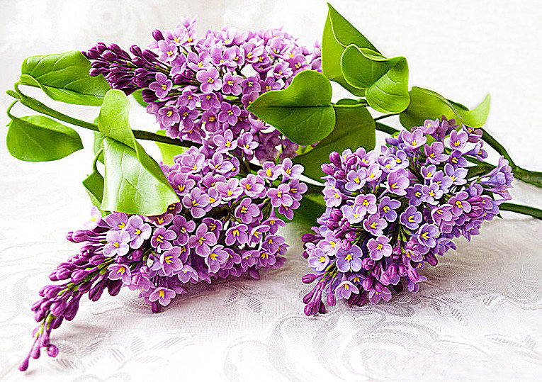 Ветка сирени - ветка, цветы, сирень - оригинал