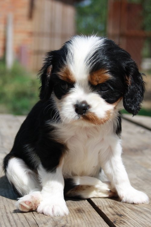 Мой щенок - животные, щенок, собачка, кавалер кинг чарльз спаниель - оригинал