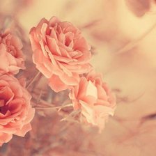 Схема вышивки «Розы»