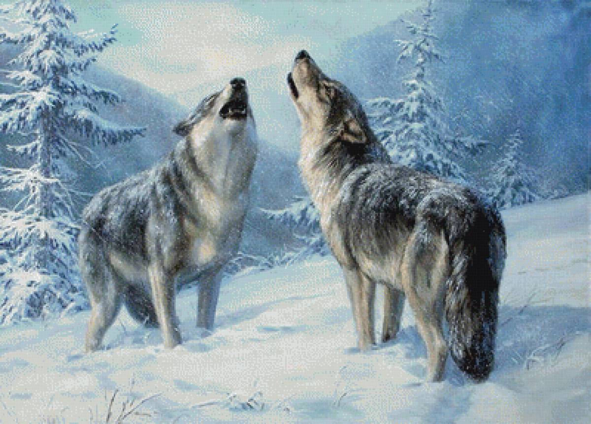 ДУЭТ - зима в лесу, волки - предпросмотр