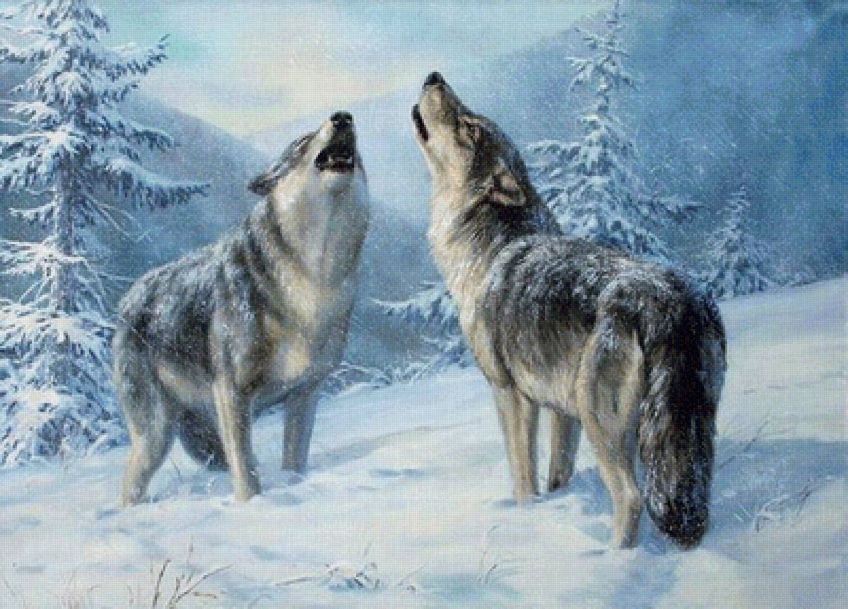 ДУЭТ-1 - волки, зимний лес - предпросмотр