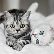 Схема вышивки «пара котят»