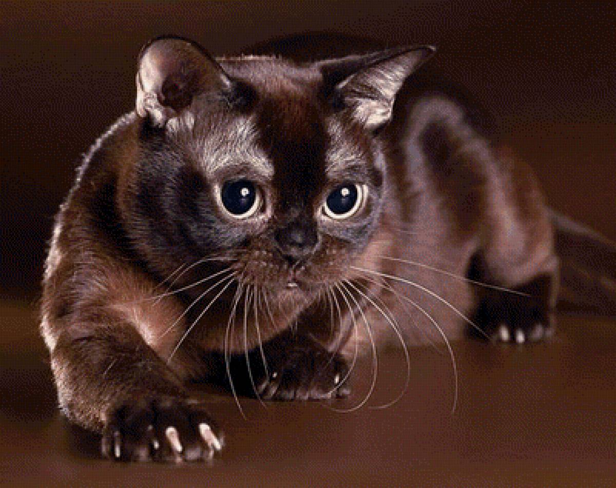 киска - предпросмотр