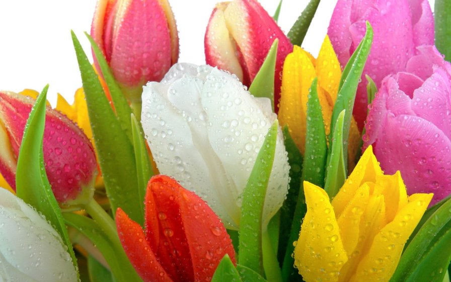 Тюльпаны - оригинал