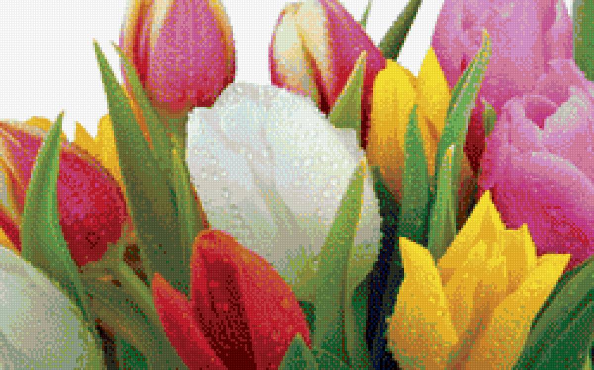 Тюльпаны - предпросмотр