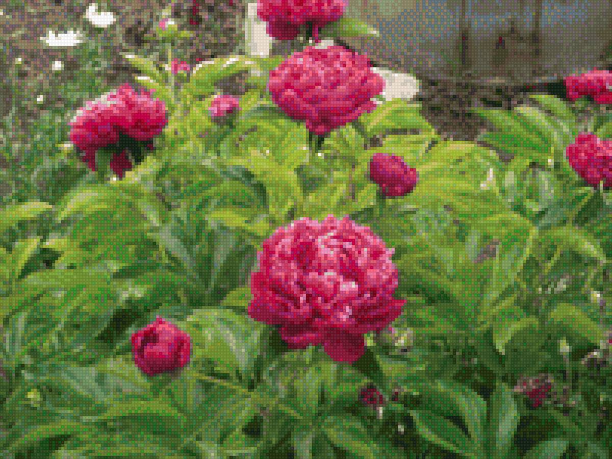 пионы - цветы, пионы, букет - предпросмотр