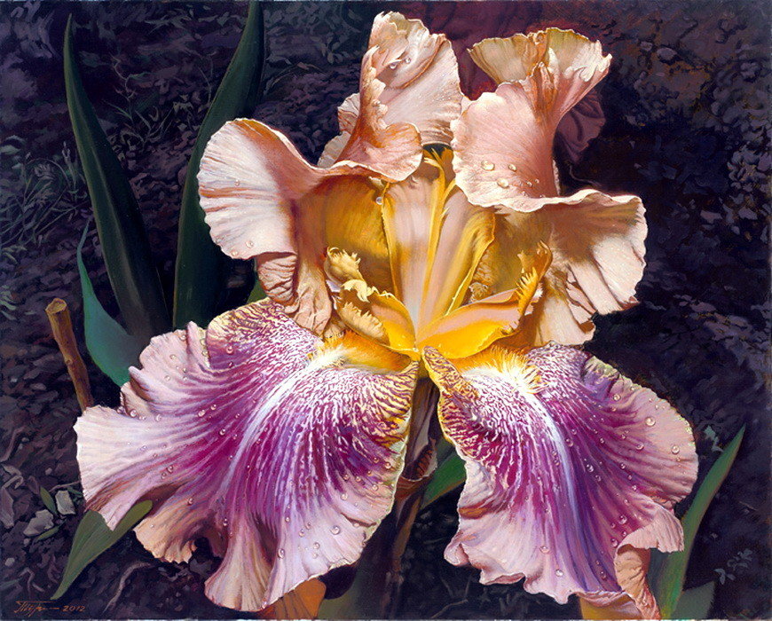 Богема. - ирис, цветы, король цветов - оригинал