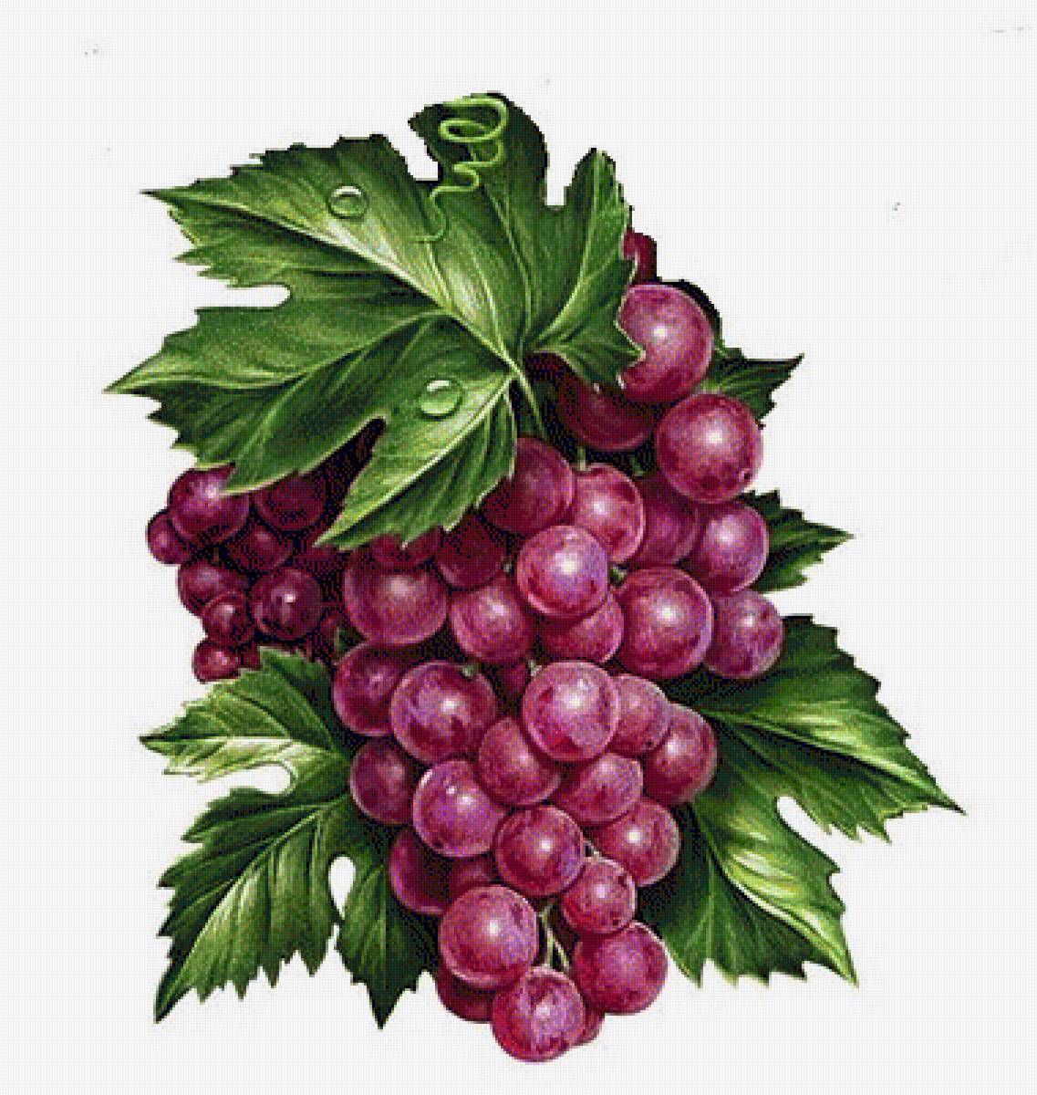 виноград - предпросмотр