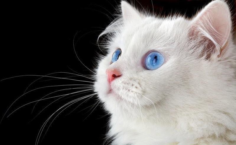 Белый кот - животные, кот - оригинал