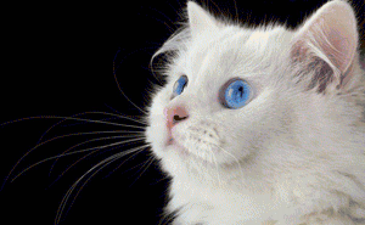 Белый кот - животные, кот - предпросмотр