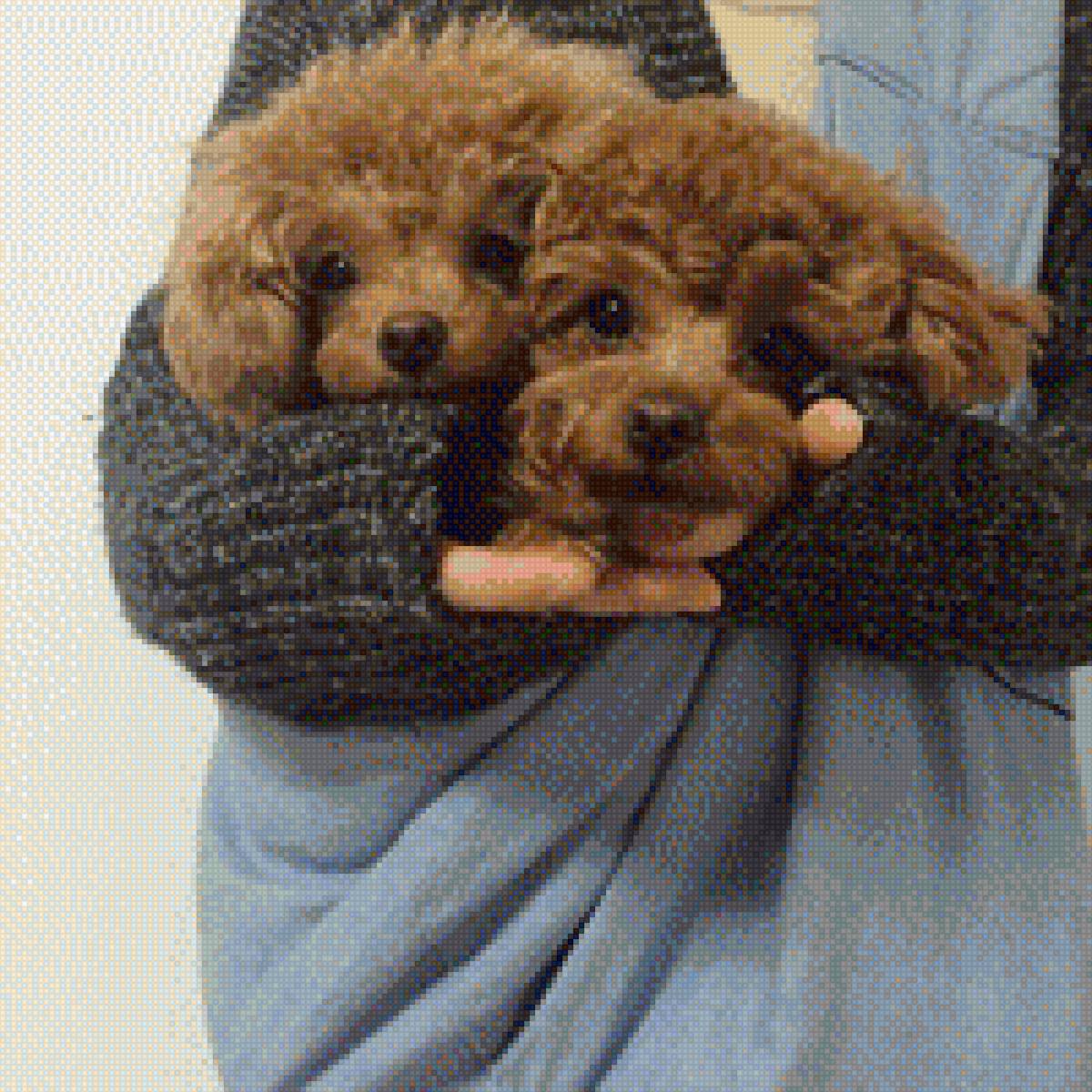 Собаки - собака, милость - предпросмотр