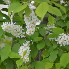 Схема вышивки «Черемуха»