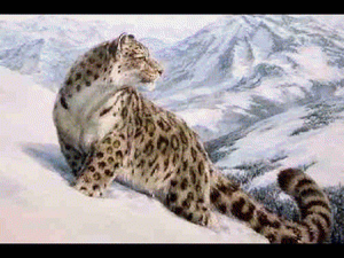 снежный барс 3 - животные, ирбис, кошки, природа, барс - предпросмотр