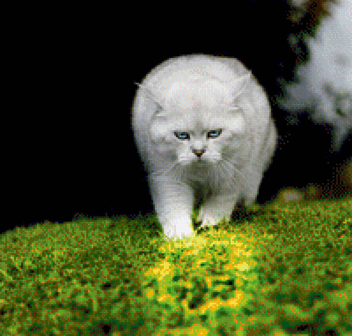 кот,который гуляет сам по себе ! - прогулка, кот, кошка - предпросмотр