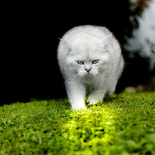 кот,который гуляет сам по себе !