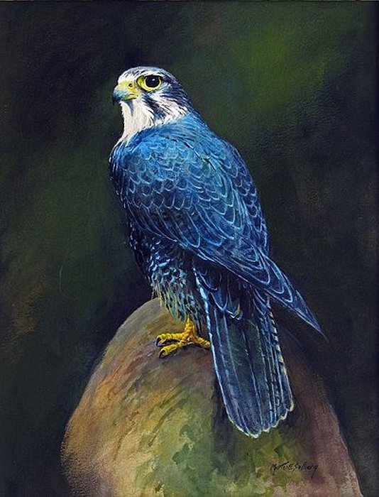 Morten E. Solberg, Ястреб - живопись, morten e. solberg, птицы, ястреб, картины - оригинал