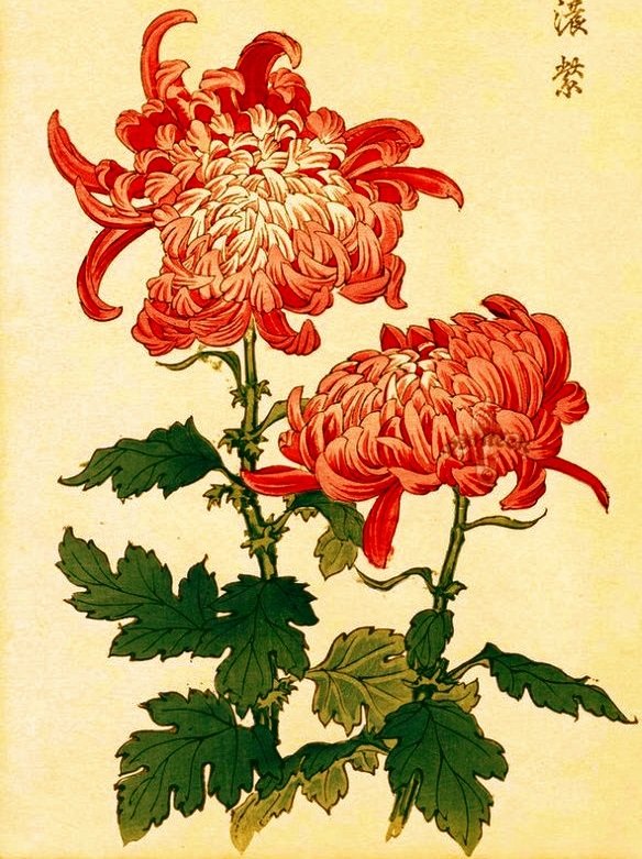 хризантемы - оригинал