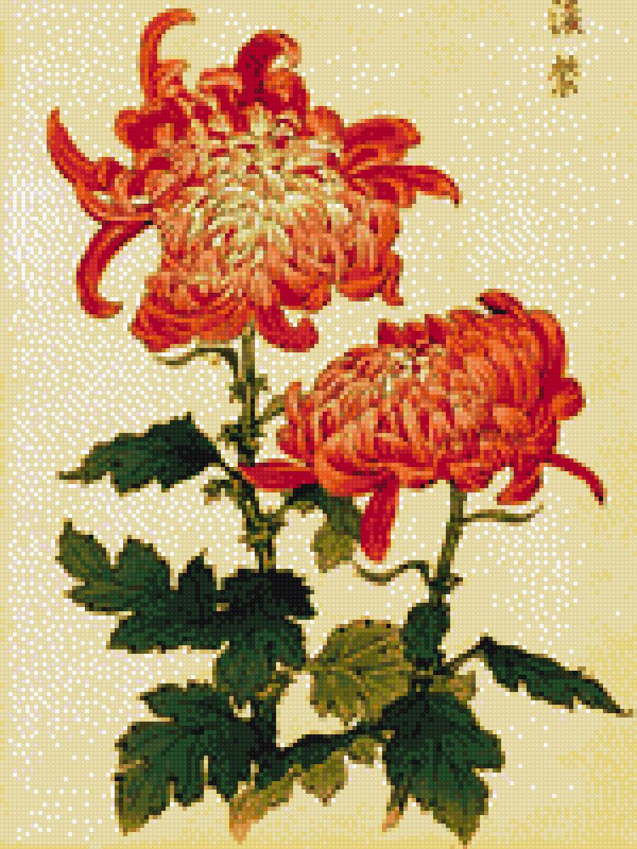 хризантемы - предпросмотр