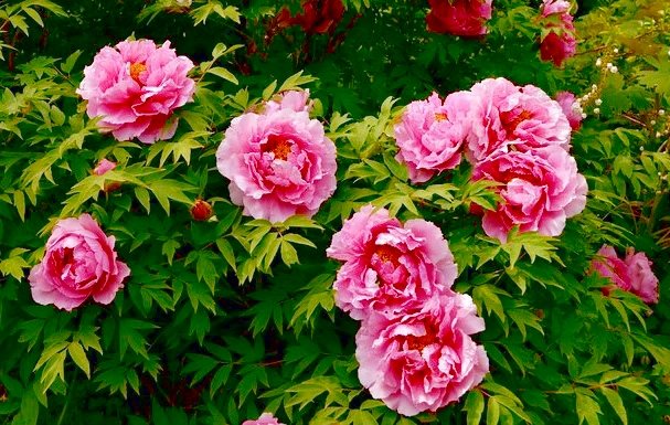 пионы в саду - оригинал