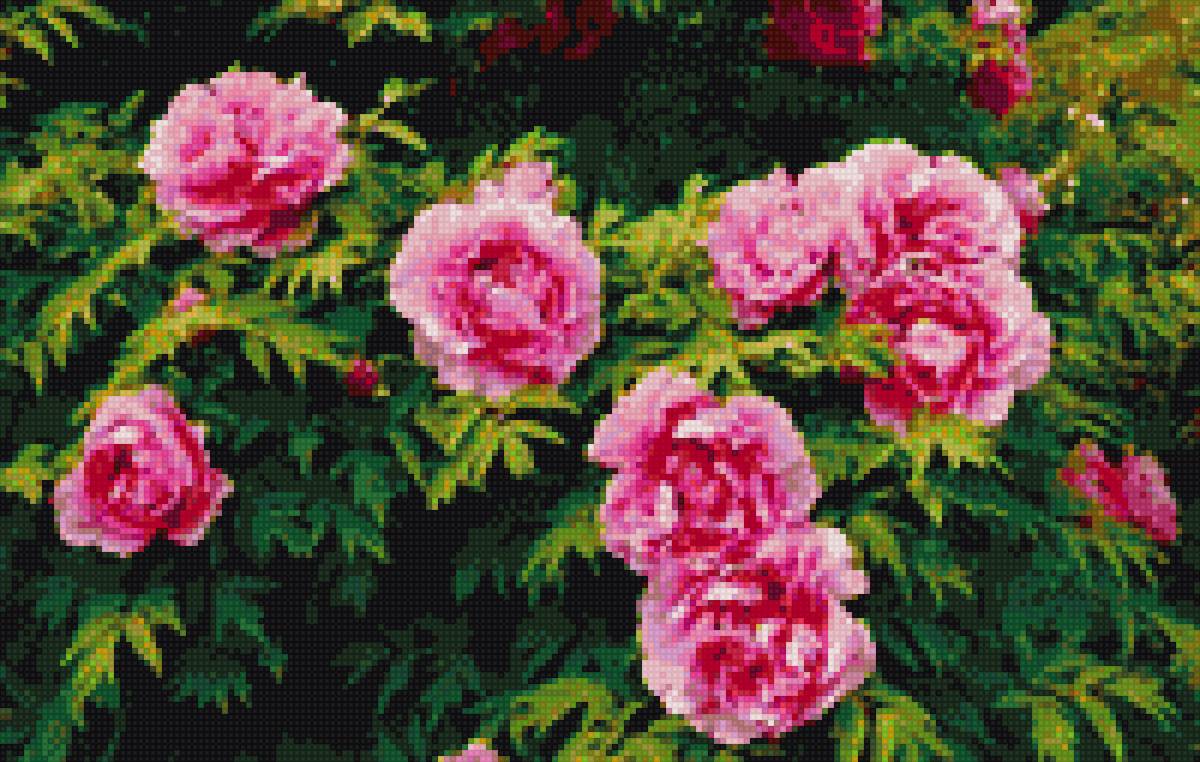 пионы в саду - предпросмотр