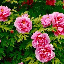 Схема вышивки «пионы в саду»