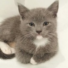 Оригинал схемы вышивки «Марго» (№1438209)