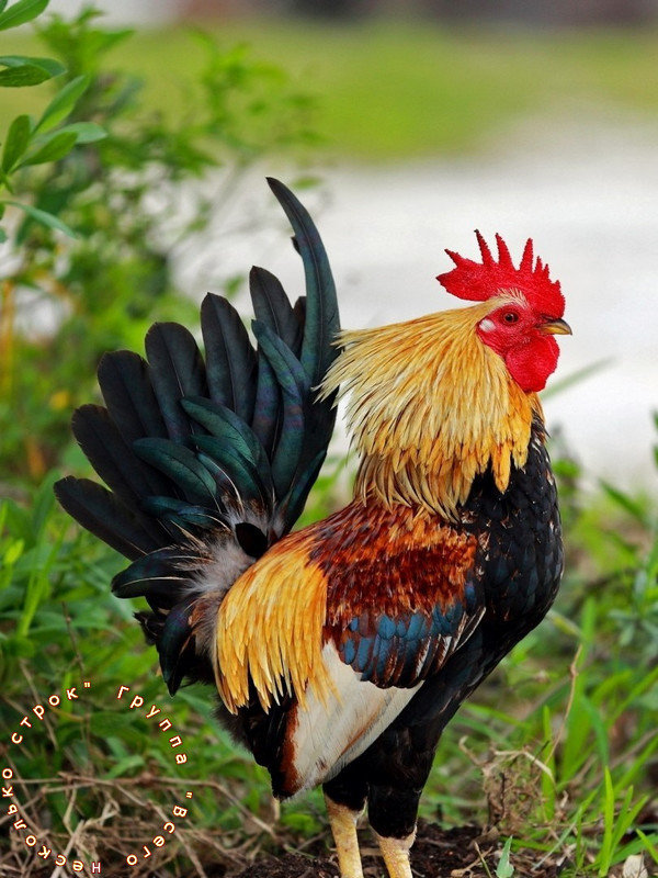 символ 2017 года - птицы - оригинал